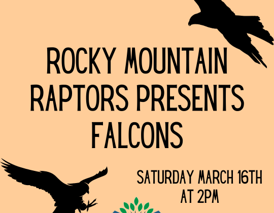 Rocky Mountain Raptors presents Falcons March 16th at 2pm